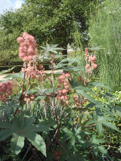Ricinus communis 'Carmen Rose vif' (2)